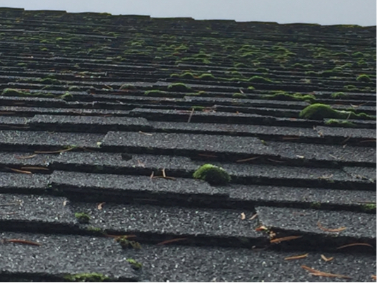 image of moss and fungus growing out of shingled roof