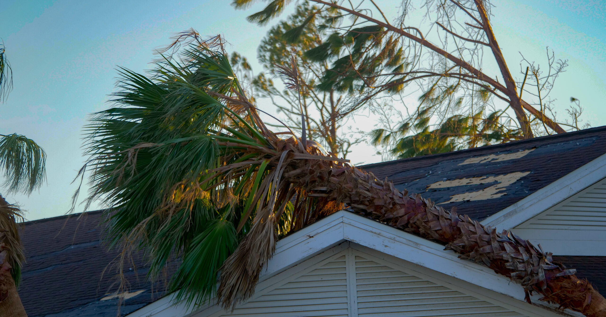 fallen palm tree on the roof of a house